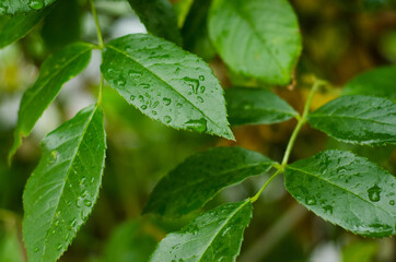 green leaf with water drops