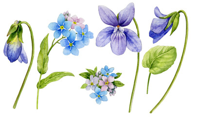 Fototapeta na wymiar Watercolor illustration. A set of spring flowers. Forget-me-nots and forest violets with leaves on a white background.