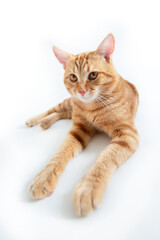 Orange cat. Portrait of tabby ginger cat over white background, wide angle. Adorable pet posing at studio. Cute domestic animal.