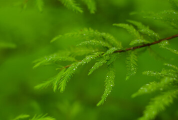 close up of pine needles