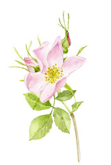 Watercolor illustration. Delicate rosehip flower in pink color.