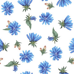 Seamless pattern. Blue chicory flowers on a white background.