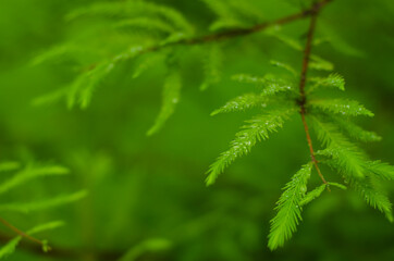 close up of green leaves