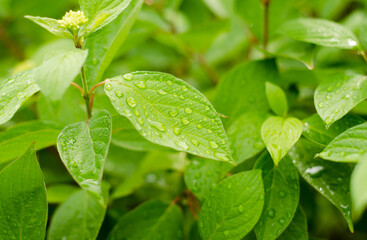 green leaves with water drops