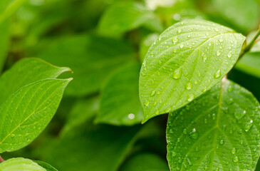 water drops on green leaf