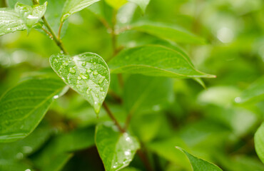 green leaves with water drops