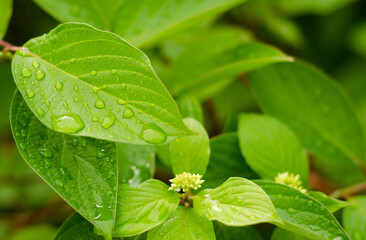green leaf with dew drops