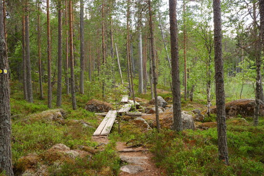 Am Holzweg durch den Urwald