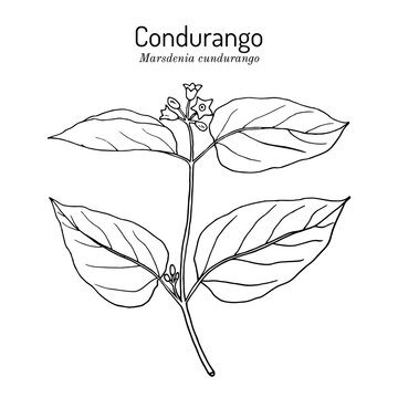 Condurango Marsdenia cundurango , medicinal plant