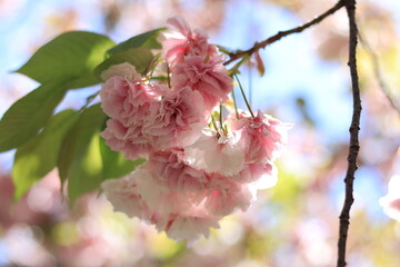 Colorful trees and flowers that signail the arrival of spring in the park,japan,tokyo 