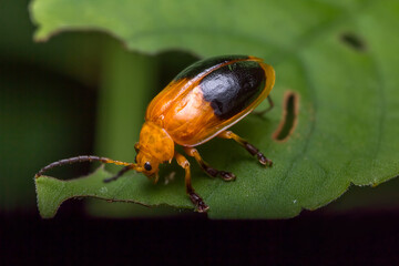 Cucumber beetles are catching on the leaves