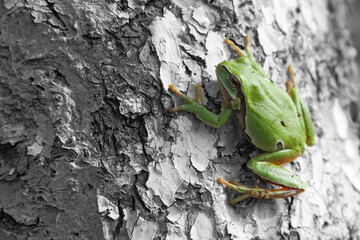 Frog over tree trunk