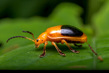 Cucumber beetles are catching on the leaves