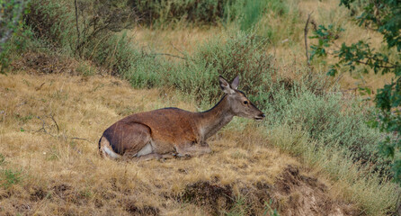 Naklejka na ściany i meble Female deer laid down in the wilderness