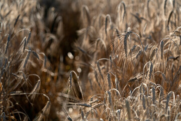 golden Wheat spike detail at sunset