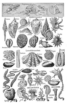 Vintage shell exotic Sea shells collection / Vintage and Antique illustration from Petit Larousse 1914	