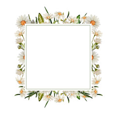 watercolor frame with chamomile