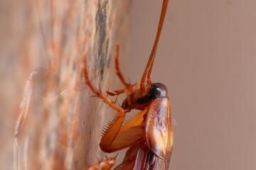 macro shot of cockroach on the granite stone