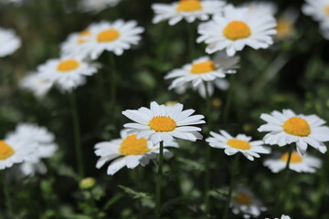 Colorful trees and flowers that signail the arrival of spring in the park,japan,tokyo 