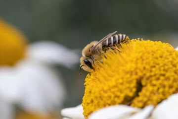 Naklejka premium Small Bee on Anthemis tinctoria ‘E.C.Buxton’