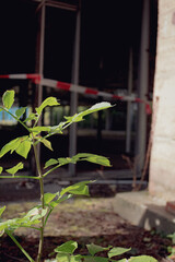 Life at Abandoned Park