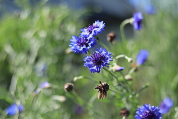 Colorful trees and flowers that signail the arrival of spring in the park,japan,tokyo 
