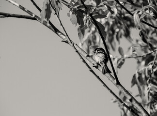 Black and white photo, sparrow on a branch