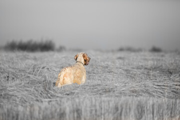 Rear view of english setter on black and white wheat field