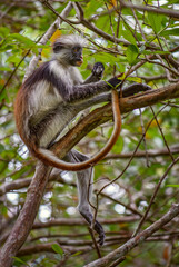 Zanzibar Red Colobus - Piliocolobus kirkii, beautiful colored primate endemic in Zanzibar island...