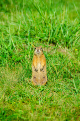 Gopher portrait in the wild