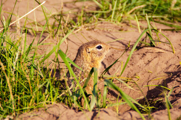 Gopher portrait in the wild