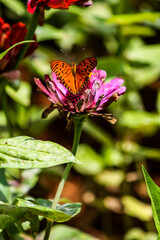 butterfly on flower