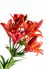 Spring floral  composition of fresh colorful lily flowers on a light background. Festive flower concept with copy space.