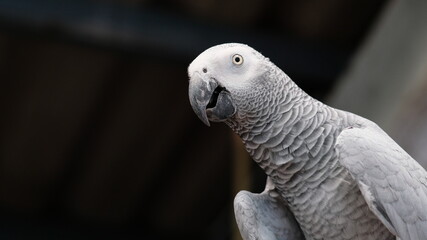 the gray bird looking to you