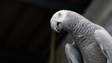 the gray bird looking to you