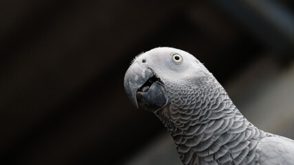 the gray bird looking to you