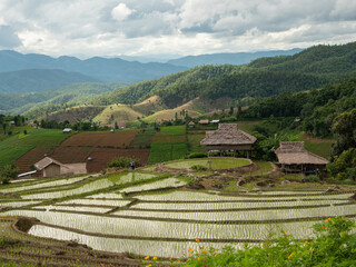 Fototapeta na wymiar The rice field or paddy field on the mountain at Pa Bong Piang village, Chiang Mai, Thailand
