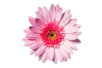 Closeup single pink Gerbera daisy flower isolated on white background with clipping path. Top view. Flat lay. Spring summer concept.