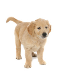 cute little golden retriever dog standing and looking at camera