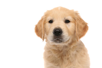 portrait of a golden retriever dog standing, looking at camera