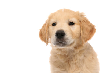 wonderful portrait of a cute little golden retriever dog standing
