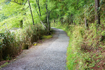 Fototapeta na wymiar Koyasan Pilgrimage Routes - Nyonin-michi Pilgrimage Route (Women's Route) in Koya, Wakayama, Japan. It is UNESCO World Heritage Site.