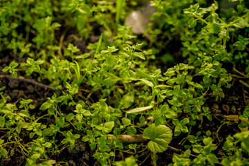 different types of green fresh young grass top view