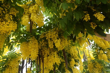 Cassia fistula, commonly known as golden shower, purging cassia,Indian laburnum, or pudding-pipe tree, - obrazy, fototapety, plakaty