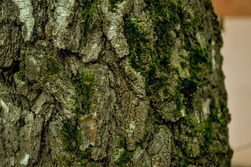 Macro shot of a tree bark. large structural texture