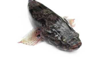 Fototapeta premium Fish goby isolated on white background.