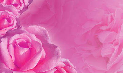 Pink roses flower on pink background,wallpaper,nature, copy space