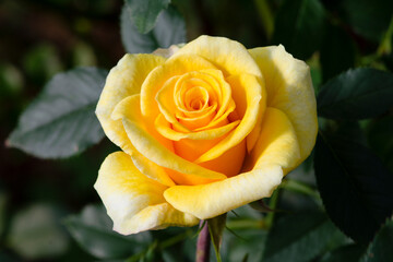 Beautiful yellow rose isolated on green blurred  background.