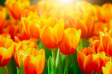 Close up beautiful orange tulip flowers in the field with sunlight