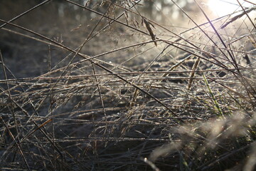 frost on grass
